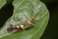 Apalacris varicornis