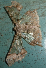Krananda semihyalina