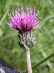 Cirsium dissectum