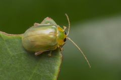 Hemipyxis semiviridis
