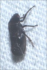 Cercopicesa tasmaniae