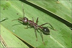 Myrmecia forficata