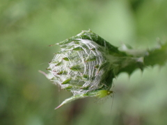 Cirsium dissectum