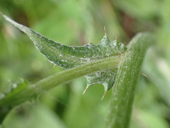 Cirsium dissectum