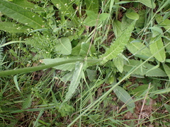 Cirsium dissectum