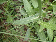 Cirsium dissectum