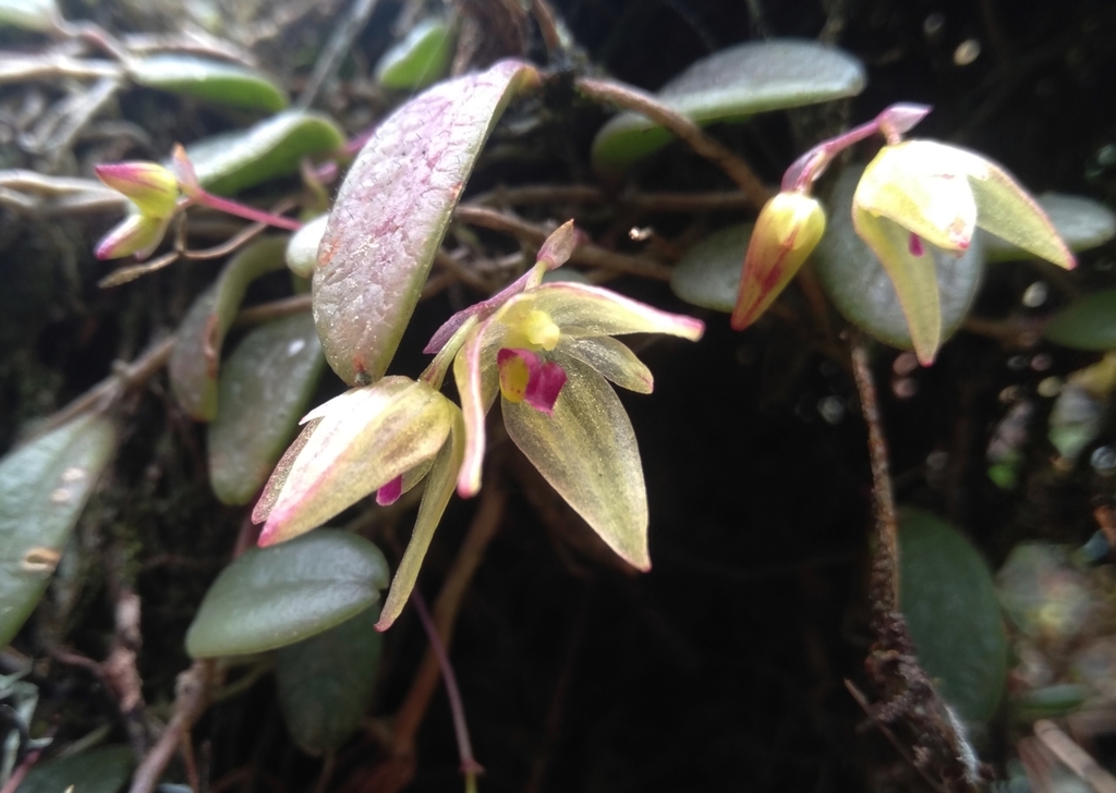 Bulbophyllum hymenanthum Hook.f. 3