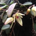 Bulbophyllum hymenanthum - Photo (c) Sangay Wangchuk, some rights reserved (CC BY-NC), uploaded by Sangay Wangchuk