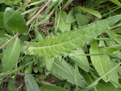 Cirsium dissectum