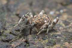 Mechistocerus