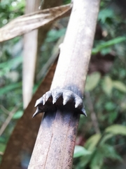 Plectocomia elongata