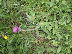 Cirsium dissectum