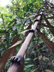 Plectocomia elongata