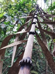 Plectocomia elongata