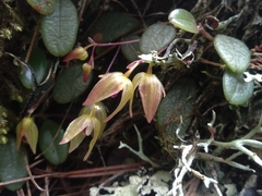 Bulbophyllum hymenanthum
