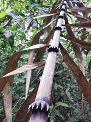 Plectocomia elongata