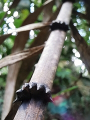 Plectocomia elongata