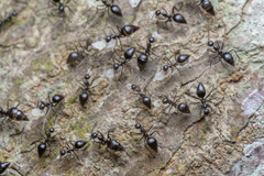 Prenolepis subopaca