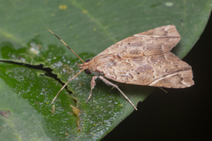 Plectothripa excisa