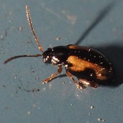 Phyllotreta ochripes