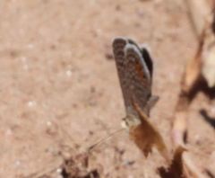 Freyeria trochylus