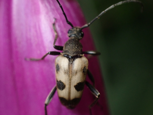 speckled longhorn beetle