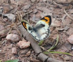 Colotis antevippe gavisa