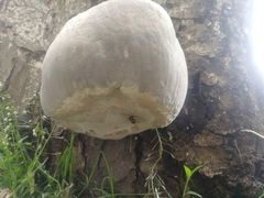 Basidiomycota