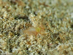 Eualus occultus