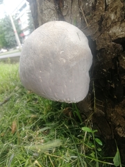 Basidiomycota