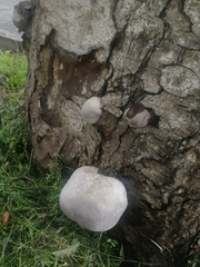 Basidiomycota