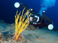 Leptogorgia viminalis