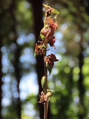 Epipactis helleborine tremolsii