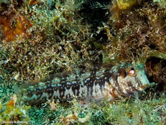 Parablennius goreensis