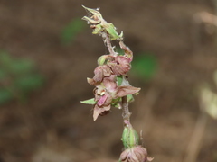 Epipactis helleborine tremolsii