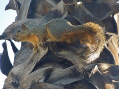 Sciurus niger