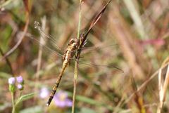 Orthetrum brachiale