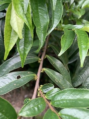 Eurya acuminata