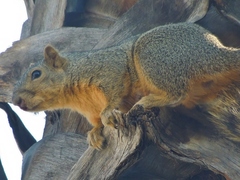 Sciurus niger