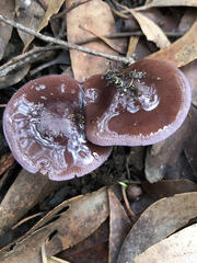 Thaxterogaster submagellanicus