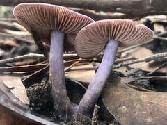 Thaxterogaster submagellanicus