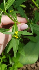 Erysimum cheiranthoides