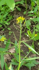 Erysimum cheiranthoides