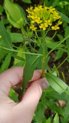 Erysimum cheiranthoides