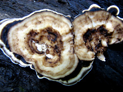 Trametes menziesii