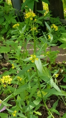 Erysimum cheiranthoides