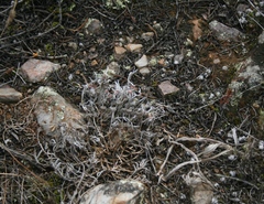 Trichodiadema strumosum