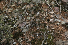 Trichodiadema strumosum