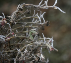 Trichodiadema strumosum