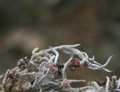 Trichodiadema strumosum